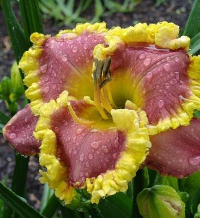 Orchids and Gold